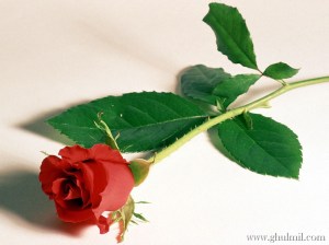 red-rose-love-wallpaper-6