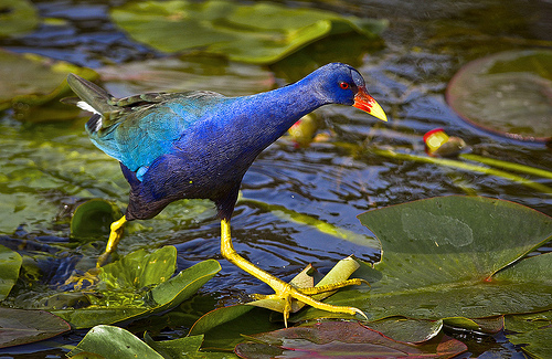 5336974089_45f8c73b06