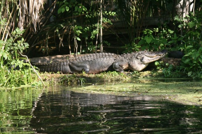 Large Gator on Silver River
