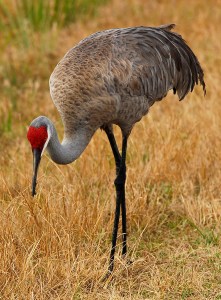 Sandhill_Crane_Bird_71