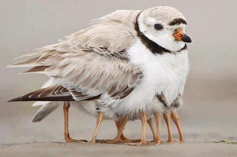 196110_434438519923133_330533822_n