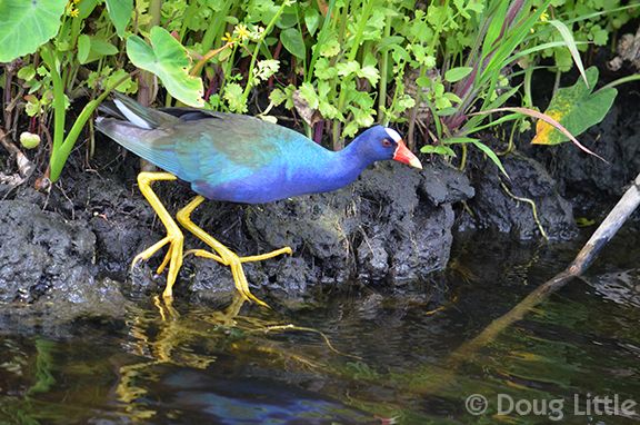 03Jul2013_003-141-800-750-80-wm-right_bottom-20-DougLittle-255-255-255-20