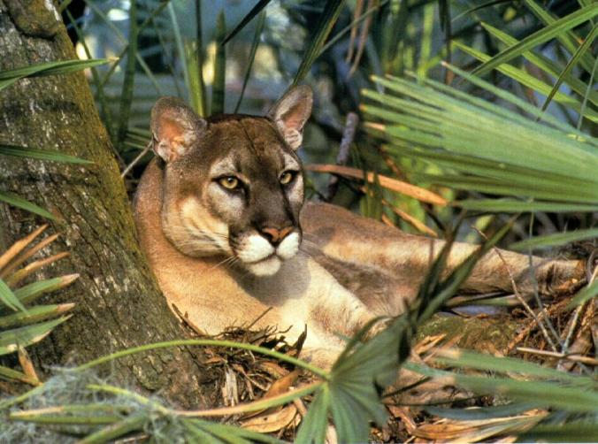 florida_panther