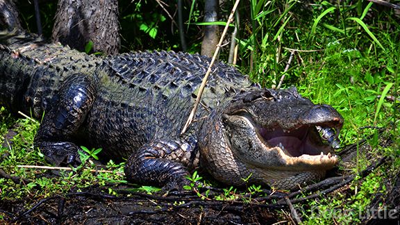 03Jul2013_013-151-800-750-80-wm-right_bottom-20-DougLittle-255-255-255-20