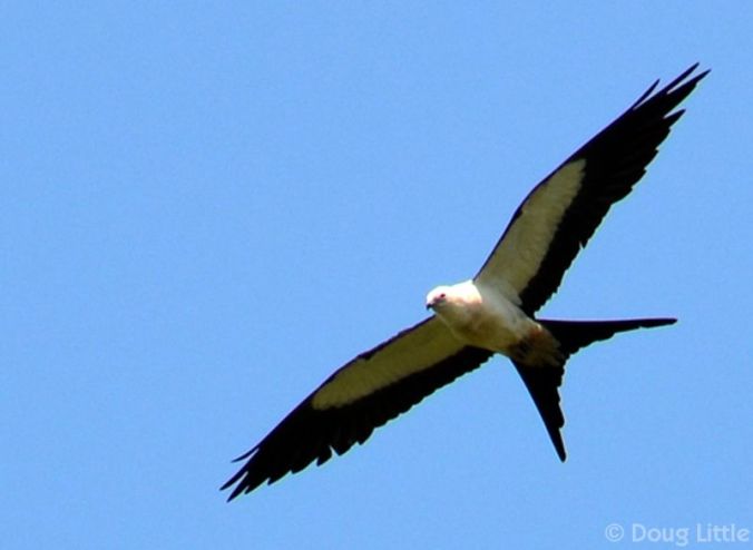 0052-121-800-750-80-wm-right_bottom-20-DougLittle-255-255-255-20