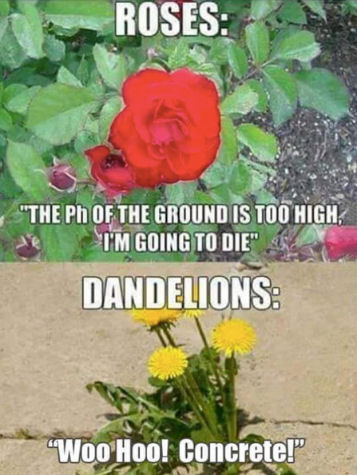 rosesvsdandelions