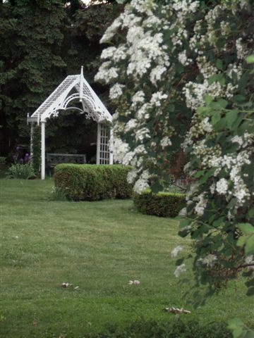 Blog Photo - White garden Bridal Wreath and Arbour