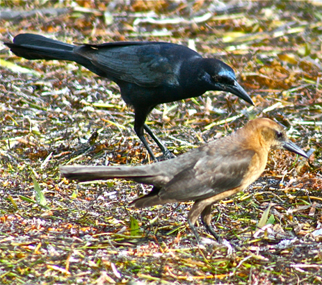 boat-tailedgrackles463quiscalusmajorb
