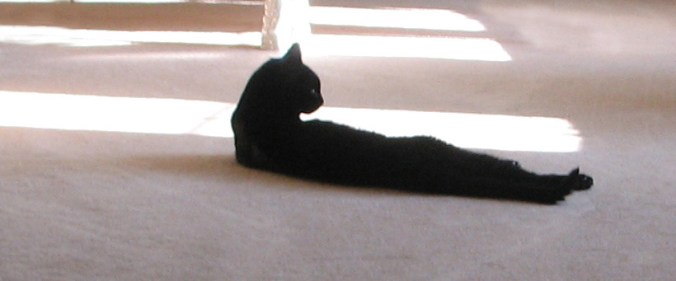 black cat lying in sunlight on carpeted floor with back to camera
