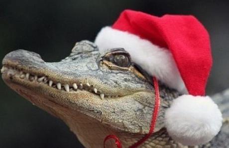 top-10-weird-and-exotic-animals-wearing-santa-l-zxidqc
