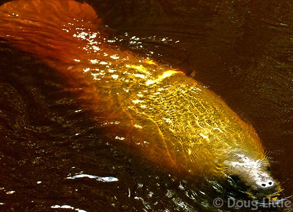 03jul2013_031-169-800-750-80-wm-right_bottom-20-douglittle-255-255-255-20