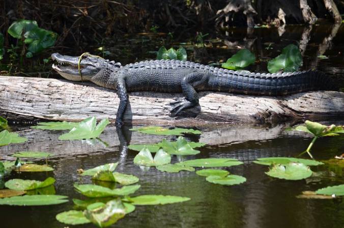 10422210_935619759803702_4100266805048274257_n