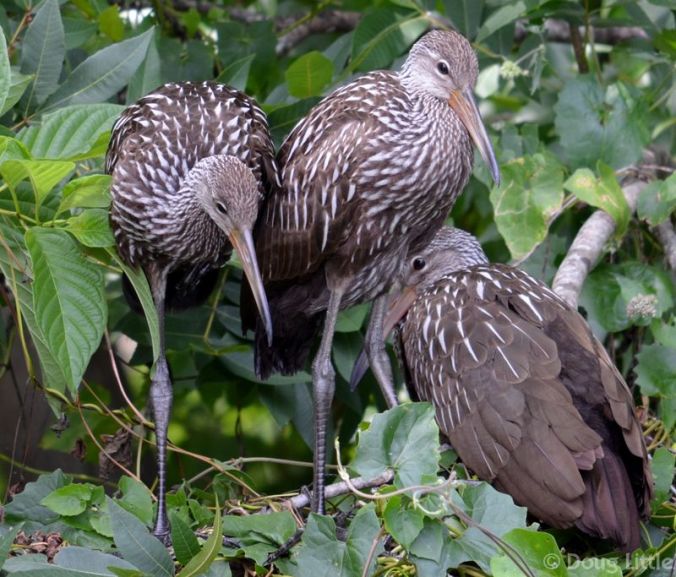 0031-100-800-750-80-wm-right_bottom-20-douglittle-255-255-255-20