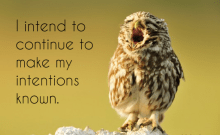 makeintentionsknown-220x135