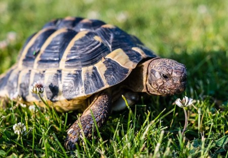 tortoise in grass field